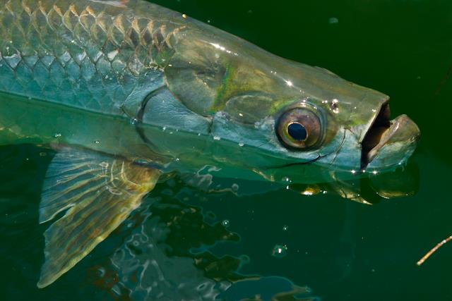 amazing fish - tarpon-tour-2013-0705-edit.jpg
